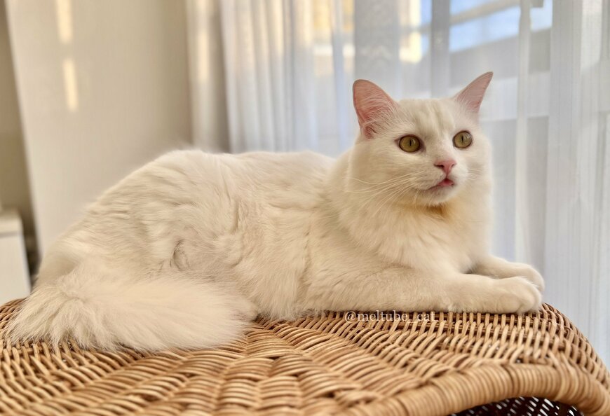 出所：@meltube_cat