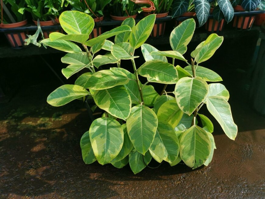 Young Swee Ming/shutterstock.com