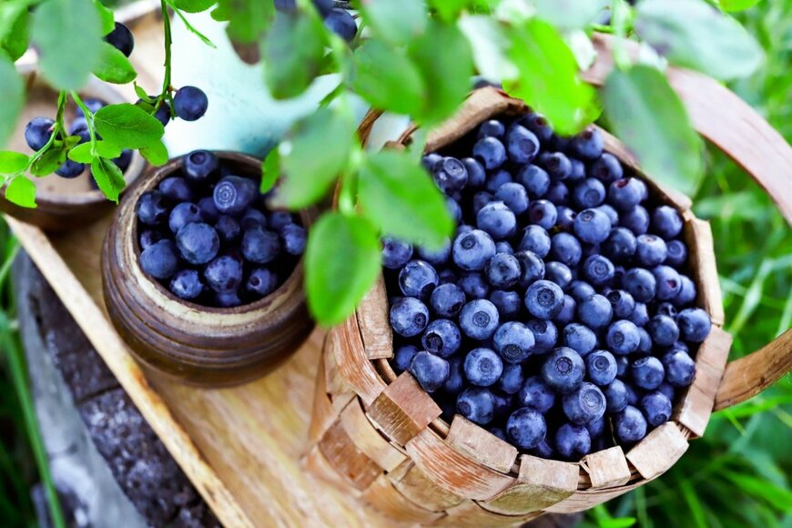 SOLOVEVA ANASTASIIA/shutterstock.com