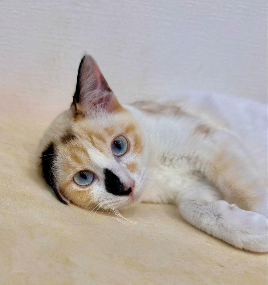 出所：@omochi_nam01