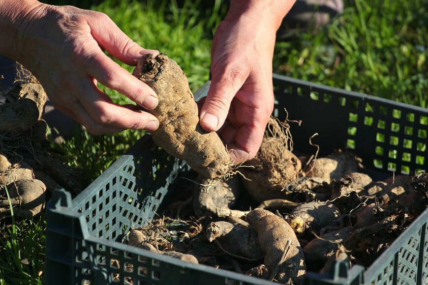 aquatarkus/Shutterstock.com