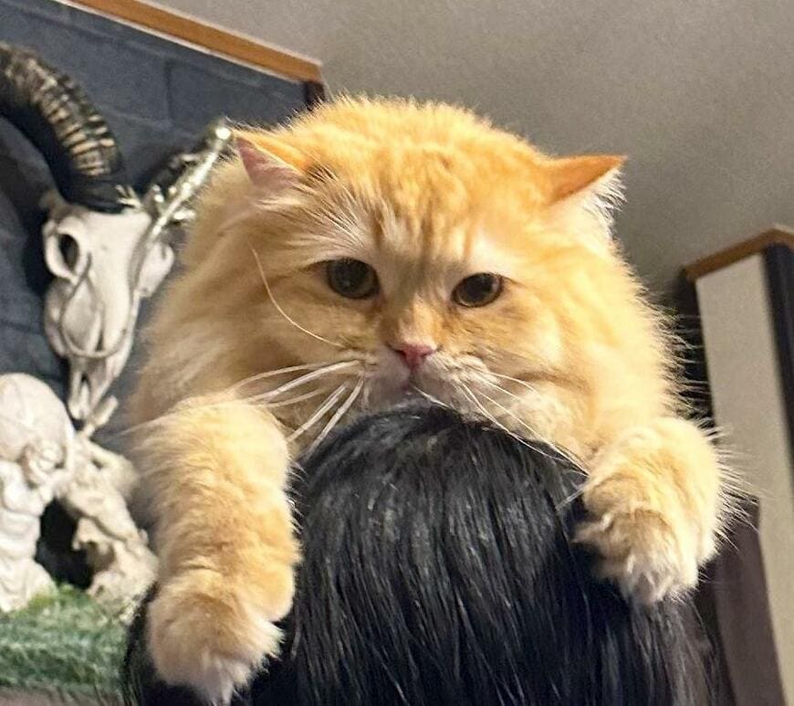 出所：@NEKOLAND13