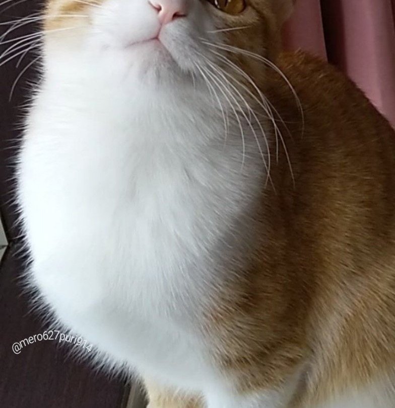 出所：@mero627puri914