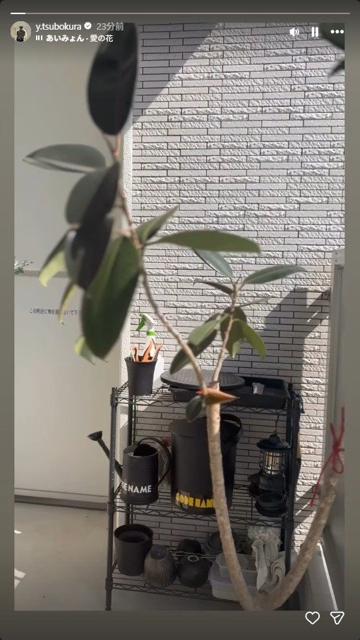 出所：坪倉由幸のInstagram（＠y.tsubokura）　参照日：2026年3月11日