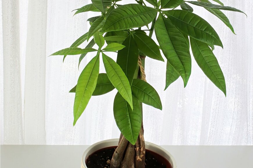 Amelia Martin/Shutterstock.com