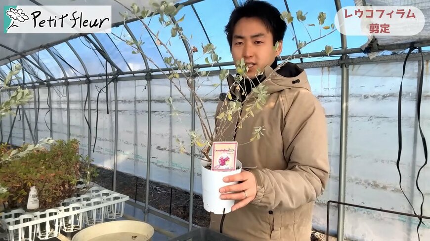 出所：@petit_fleur