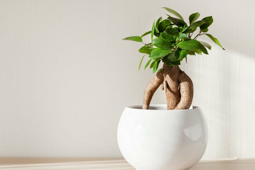 Olga Miltsova/shutterstock.com