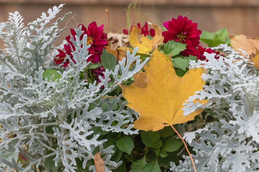 【ガーデニング】秋のオシャレ草花のパートナー。一緒に寄せ植えしたい「リーフプランツ」おすすめ9選