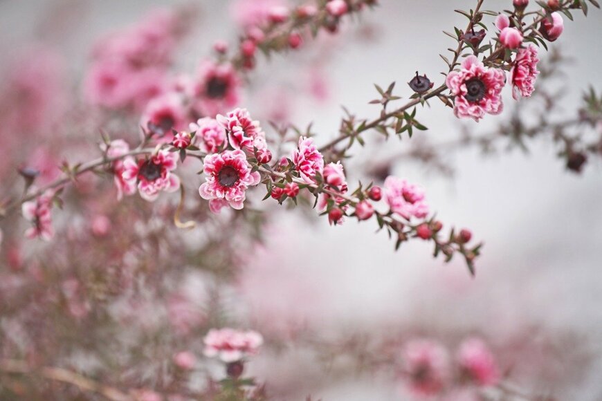 【春のガーデニング】 早春に花を咲かせる香りがいい低木3選！ 匂いでシーズン目前の雰囲気を楽しむ