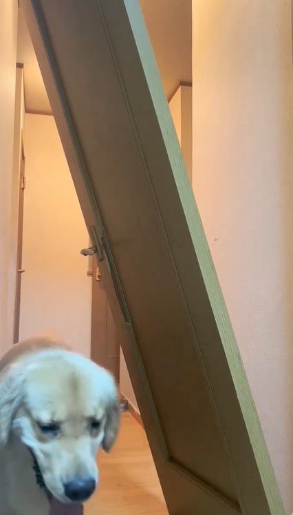 少ししょんぼりしているように見える犬