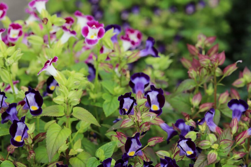 トレニアの花。色は濃い紫とピンク。