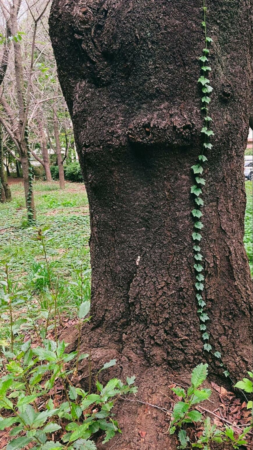 木の幹に沿って伸びる葉っぱ