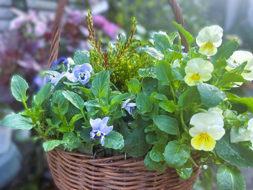ビオラ、アリッサム、ガーデンシクラメンなどを使った冬の寄せ植え