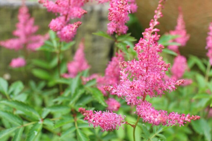 ふんわりとした花穂が幻想的な「アスチルベ」