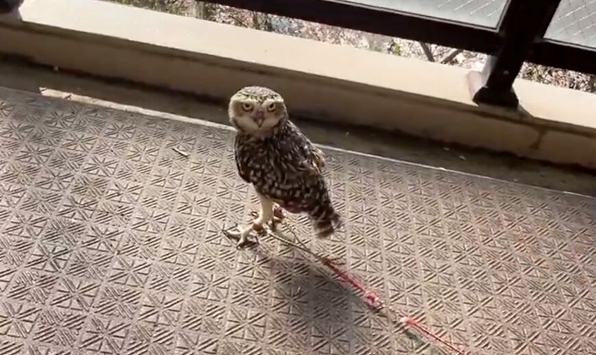 投稿動画のワンシーン