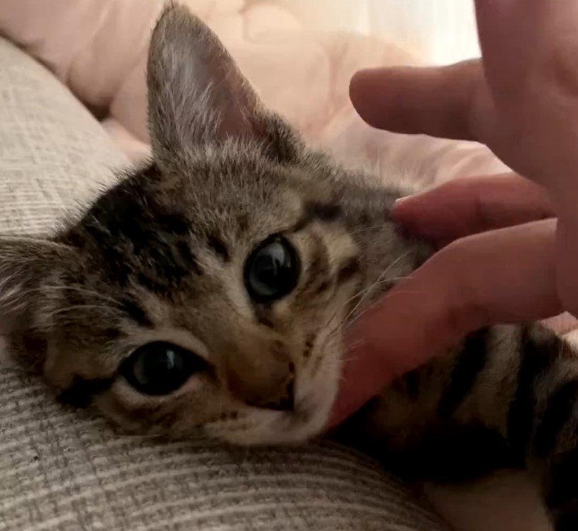 見つめる猫