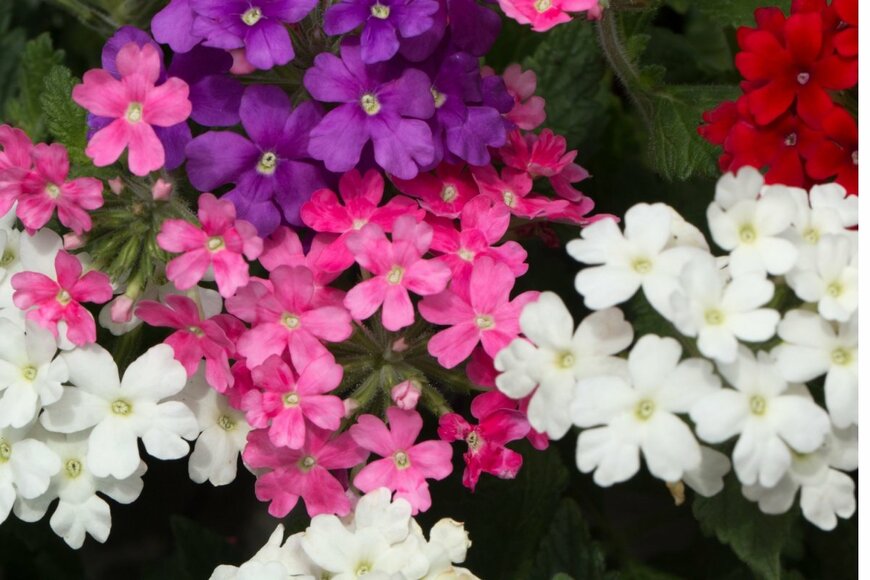 バーベナの花。色は白、ピンク、紫、赤。