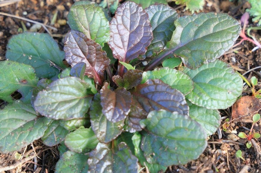 緑色と銅色の葉を広げている、アジュガ