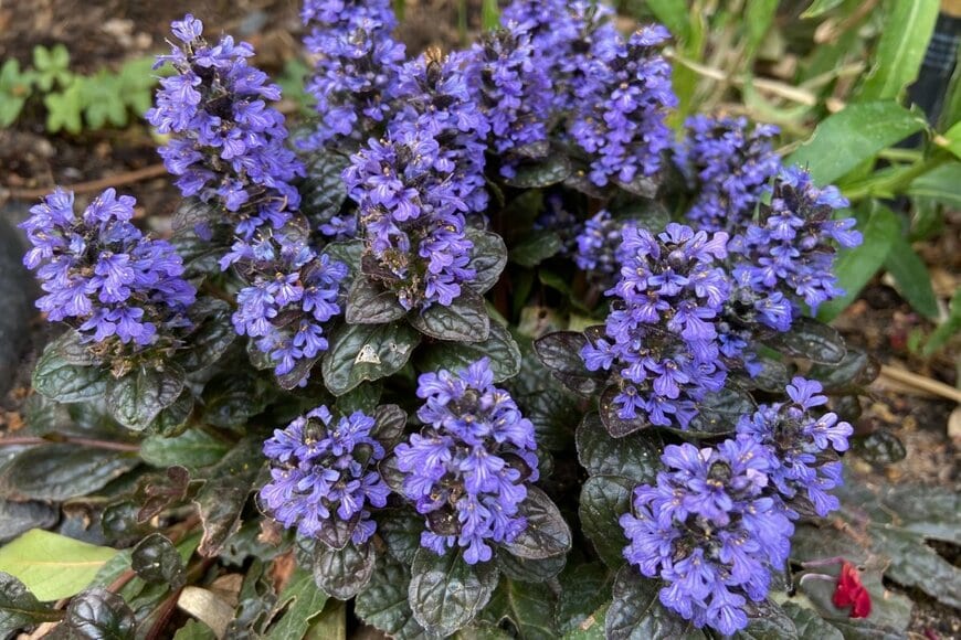 アジュガが茂っている。花の色は薄い青紫、葉の色はブロンズ色