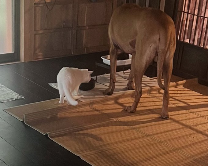 土佐犬仲良し猫
