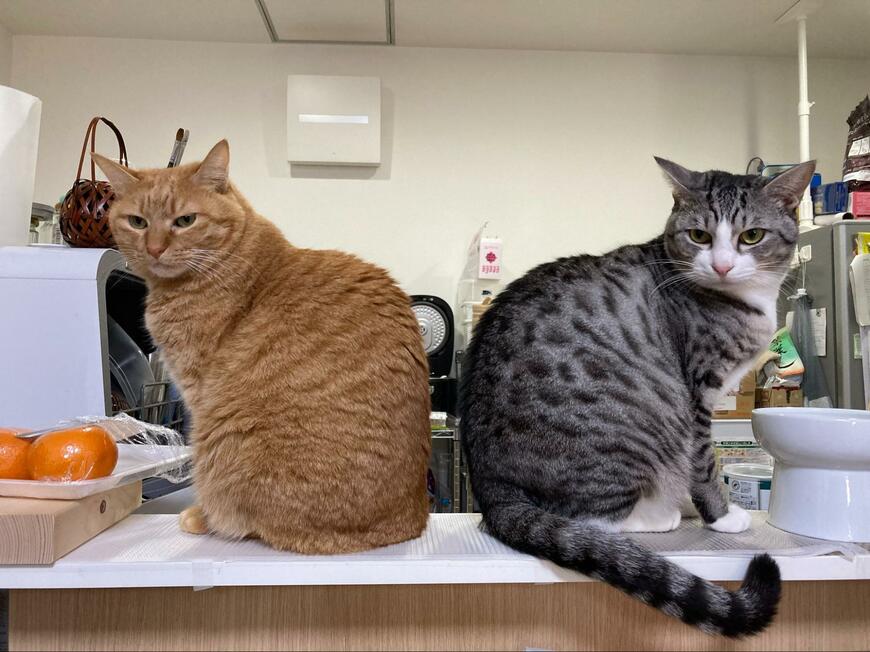 こちらを見る猫たち