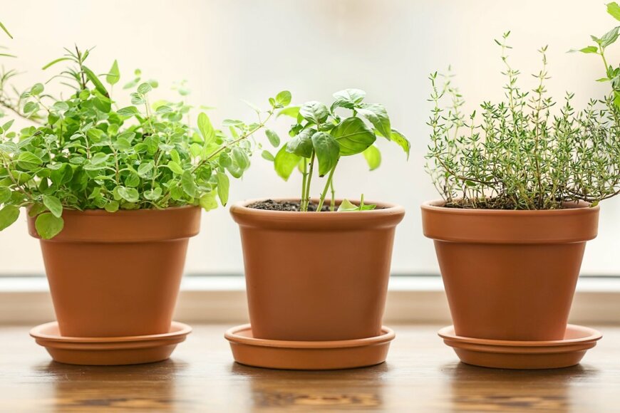 植木鉢に植えられた3種類のハーブがテーブルの上に並んでいる