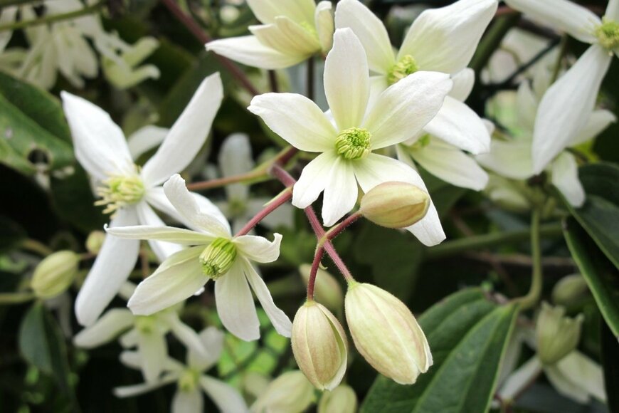 クレマチスの花。色は白。