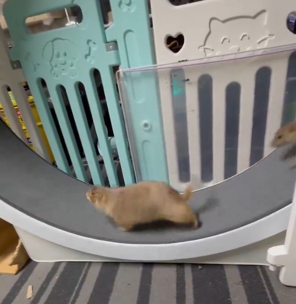 プレーリードッグの競争