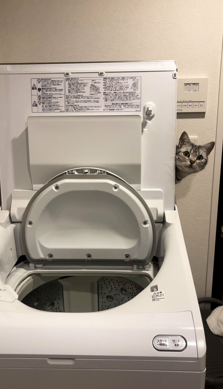 洗濯機の裏にいる猫
