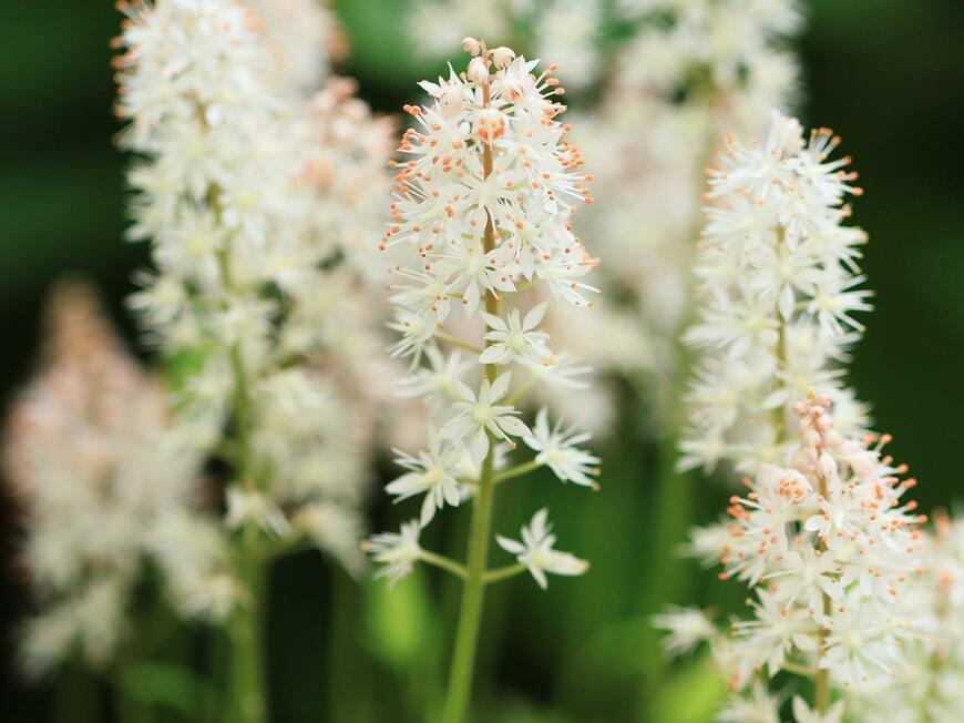 白い花を咲かせているティアレラ