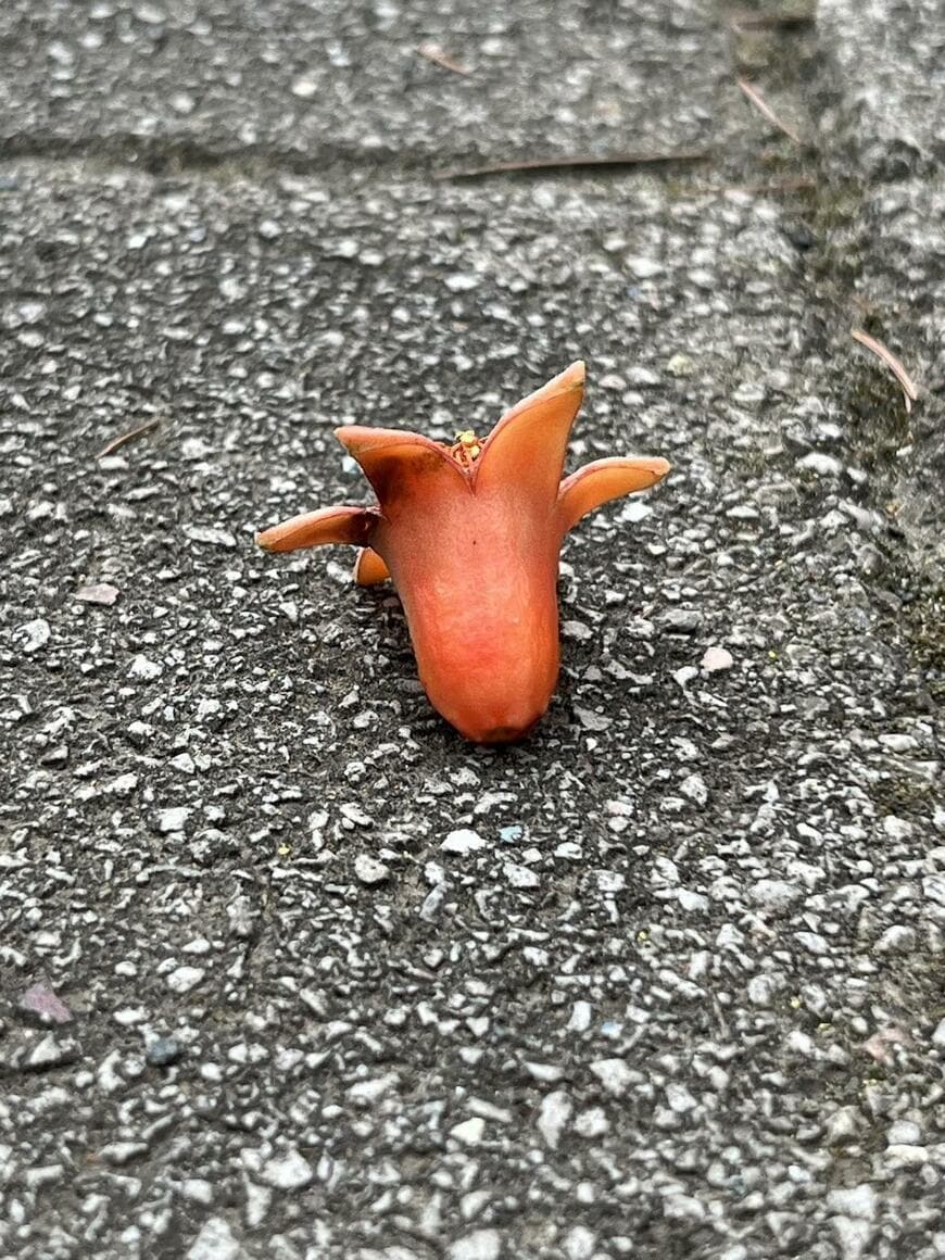 道端に落ちていたザクロ