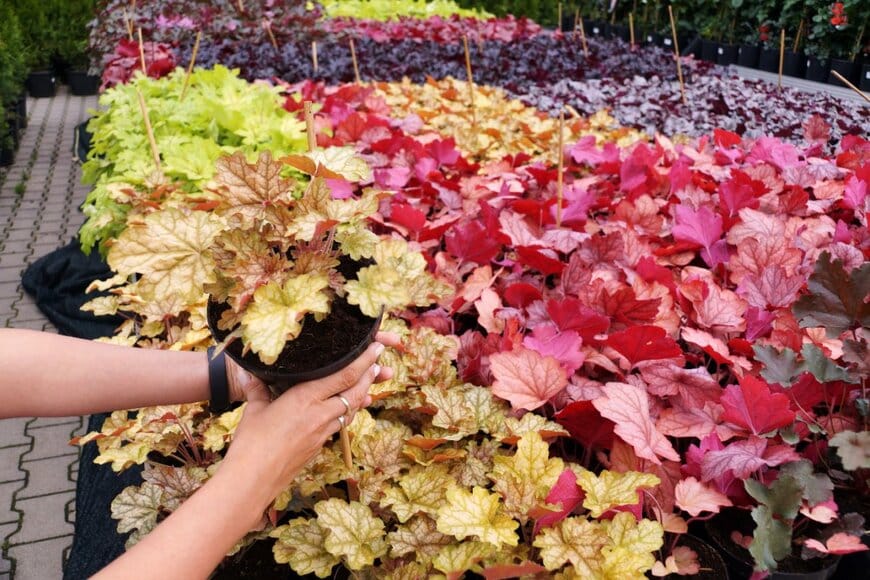 ガーデンショップに並んだ、色とりどりのヒューケラ