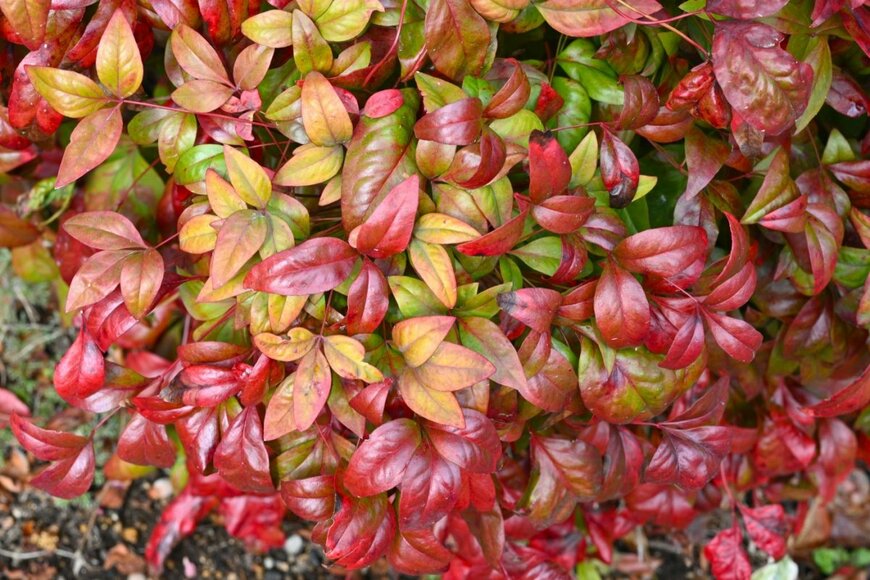 赤やオレンジに紅葉した葉が美しいオタフクナンテン