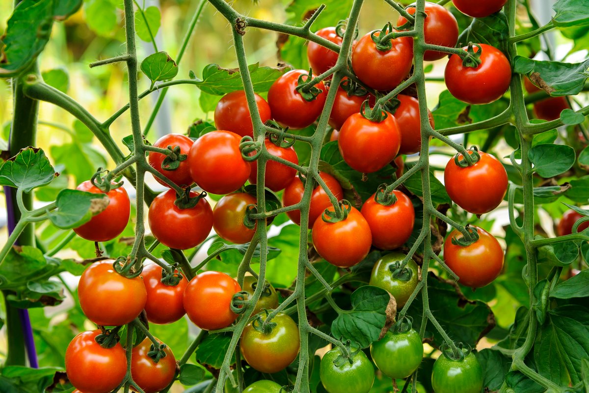 春の家庭菜園 ベランダや庭で育てる定番野菜 ミニトマト 初心者もプランターでカンタン収穫 記事詳細 Infoseekニュース
