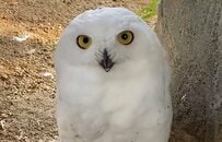 【東武動物公園】「100点満点の笑顔です」シロフクロウが見せる奇跡の笑顔に癒やされる人が続出（埼玉県）