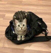 【可愛さに悶絶】リュックに乗って出社阻止する猫さんに「可愛すぎます」のコメント