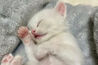 口を半開きにする癖がある元保護猫さん　ベビー期の写真を見ると…