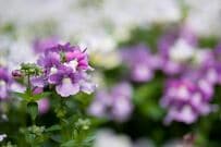 秋に咲く【いい香りの花】おしゃれな癒しの秋庭づくりにおすすめの《一年草・多年草・花木》7選