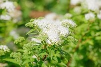 今が植えどき！狭い庭や玄関先に植えっぱなしで《毎春白い花が咲く》ローメンテな小さめ低木3選