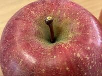 プロ農家の「訳ありりんごの見抜き方」が15万表示　X民「絶対わからない…」と反響