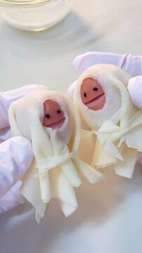 高校生男子と旦那に作った「てるてる坊主風ソーセー人」入りのハンバーグ弁当がかわいらしいと話題