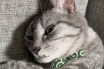 「起きたらこれ」隣にいた猫に指を差し出すと…　まさかの展開に思わず悶絶