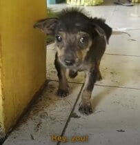 渋滞中に子犬を救助→20m進むと別の子犬が…奇跡的な再会を果たした2匹の救助劇に感動