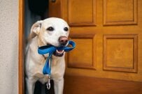 朝の散歩に誘われたラブラドール　全身で「まだ眠い」を表現する姿に「ほとんど人間」