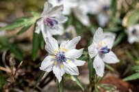 【新春のガーデニング】日陰と寒さに強い植物・オススメ草木花8選