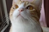 元保護猫さん「モフッていいよ」リプライ欄は「モフモフ」状態に