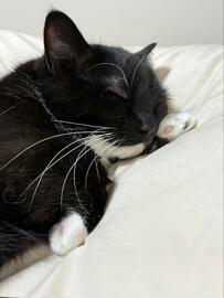 【猫ちゃんの天使みたいな寝顔に1万7000いいね】お手々枕でスヤスヤ眠る姿が愛しすぎた