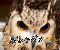 【激おこフクロウとばあちゃん】「見ちゃダメ（怒）」ばあちゃん以外が近づくと激おこのフクロウ、怒りを解いた理由とは？