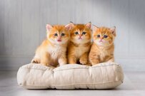 4月分から年金額が増える！でも振込は6月…【老齢年金】令和のシニアは「厚生年金・国民年金」を月いくら受給しているのか