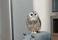 【おねむのフクロウさん】カバさんの上で「ウトウト…」する姿が可愛すぎる！意外な寝顔も披露